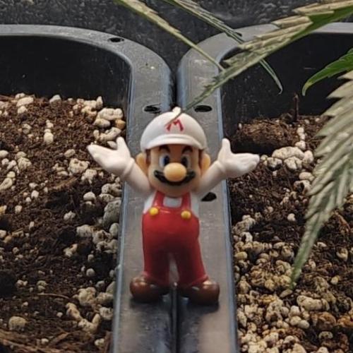 Dante’s Inferno. Week 3