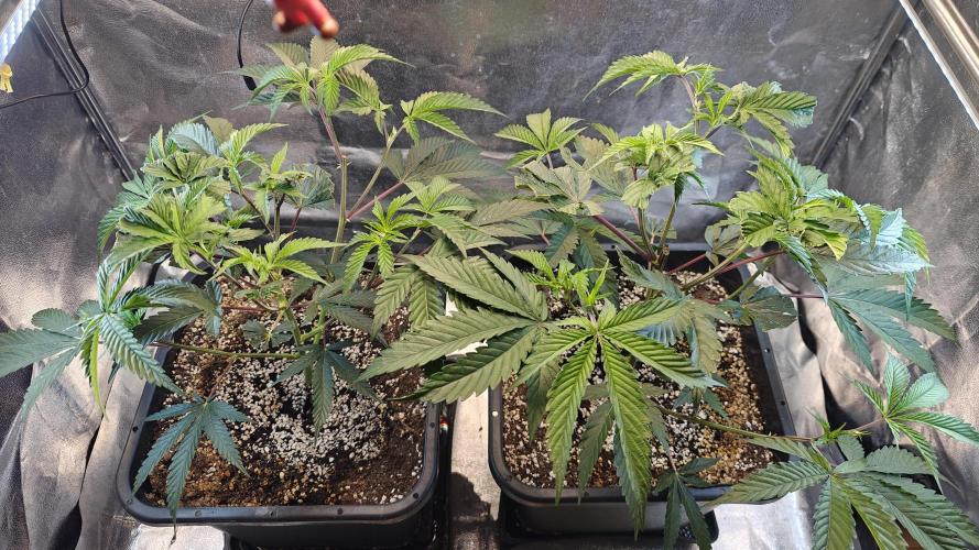 Dante’s Inferno. Week 4