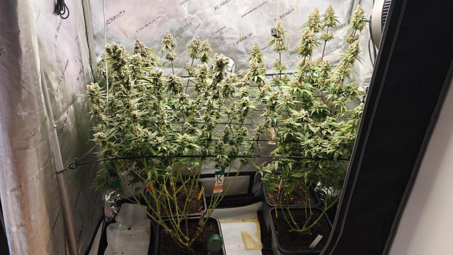 3. RUN 2026 - Seed/Clones. Week 16