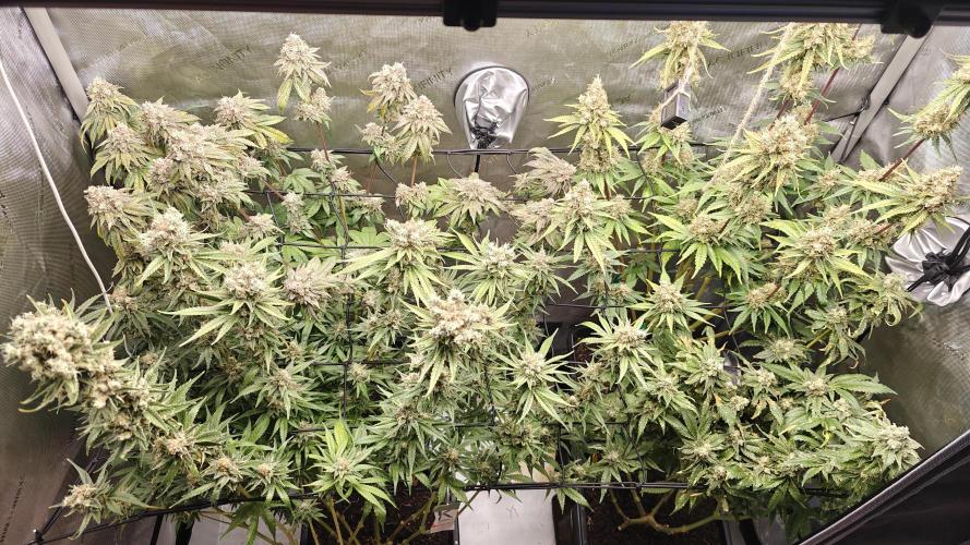 3. RUN 2026 - Seed/Clones. Week 16