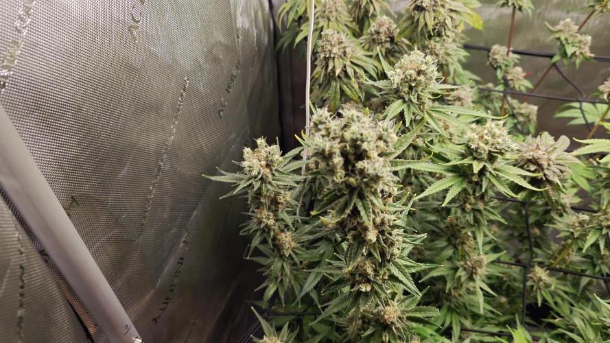 3. RUN 2026 - Seed/Clones