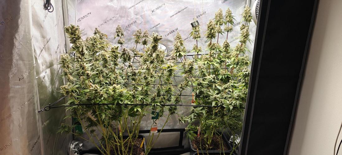 3. RUN 2026 - Seed/Clones. Week 17