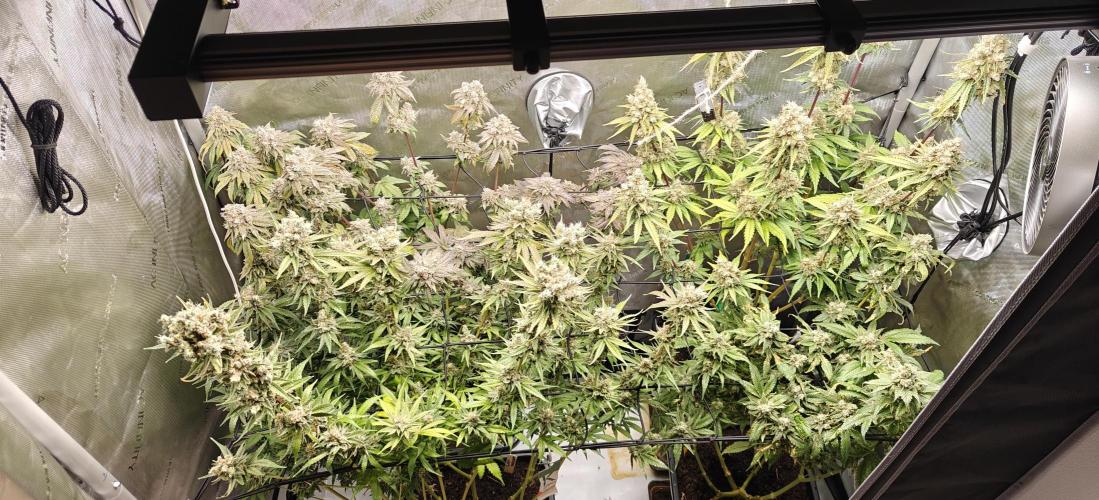 3. RUN 2026 - Seed/Clones. Week 17