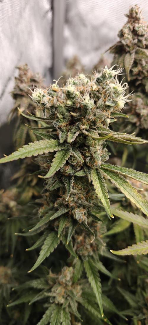 3. RUN 2026 - Seed/Clones. Week 17 - Northern Lights