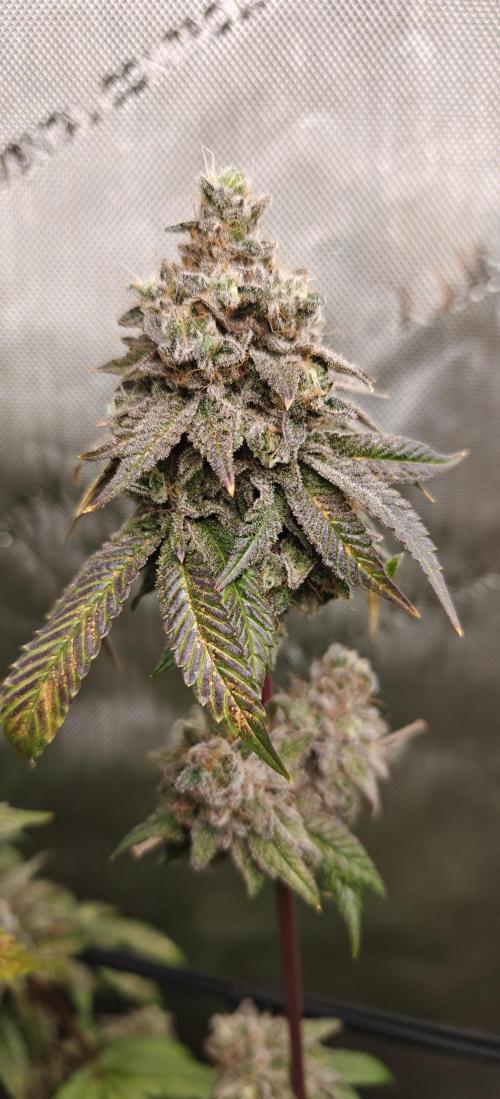 3. RUN 2026 - Seed/Clones. Week 17 - B-45