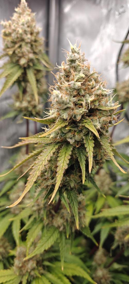 3. RUN 2026 - Seed/Clones. Week 17 - Core Damage