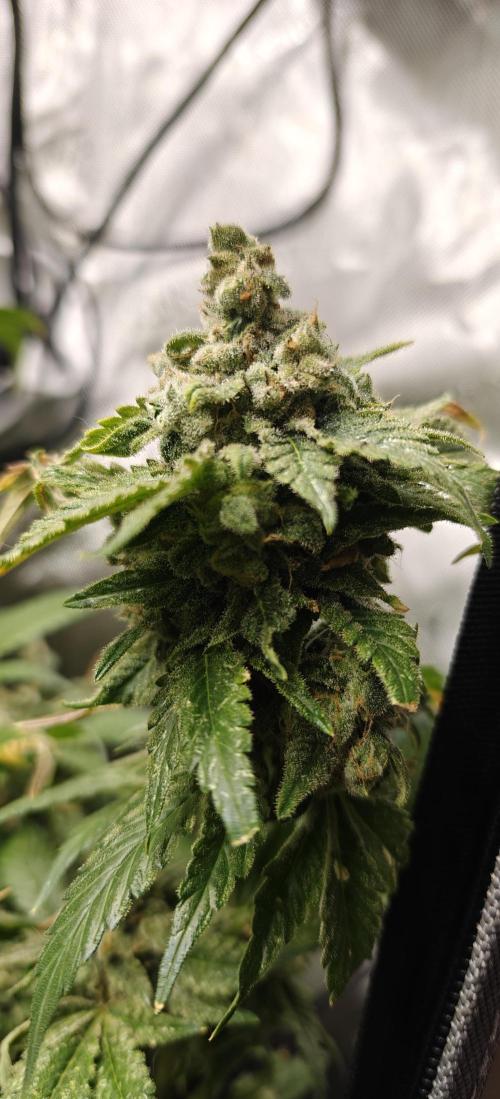 3. RUN 2026 - Seed/Clones. Week 17 - White Widow