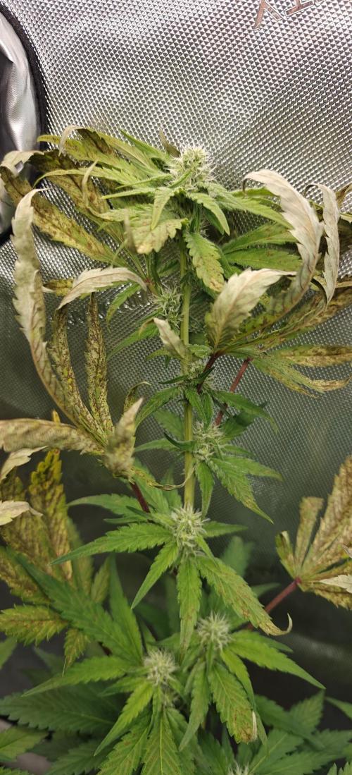 4. RUN 2026 - Clones (My top 3 of 2026). Week 4 - White Widow