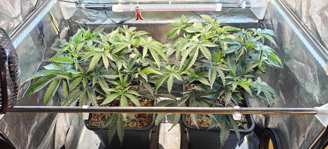 Dante’s Inferno. Week 5