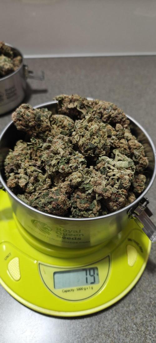 B-45 by BOOBA - Seed. Week 24 - 79g