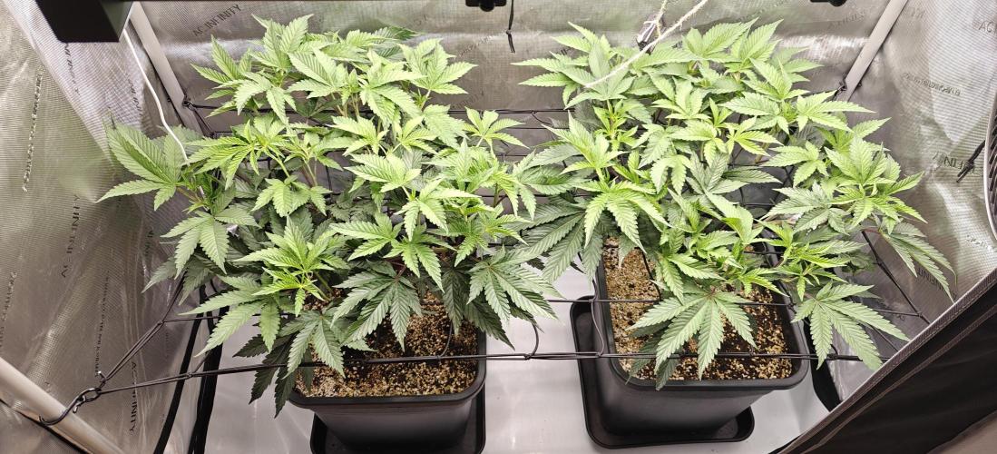 Dante´s Inferno #8 - Clones. Week 6