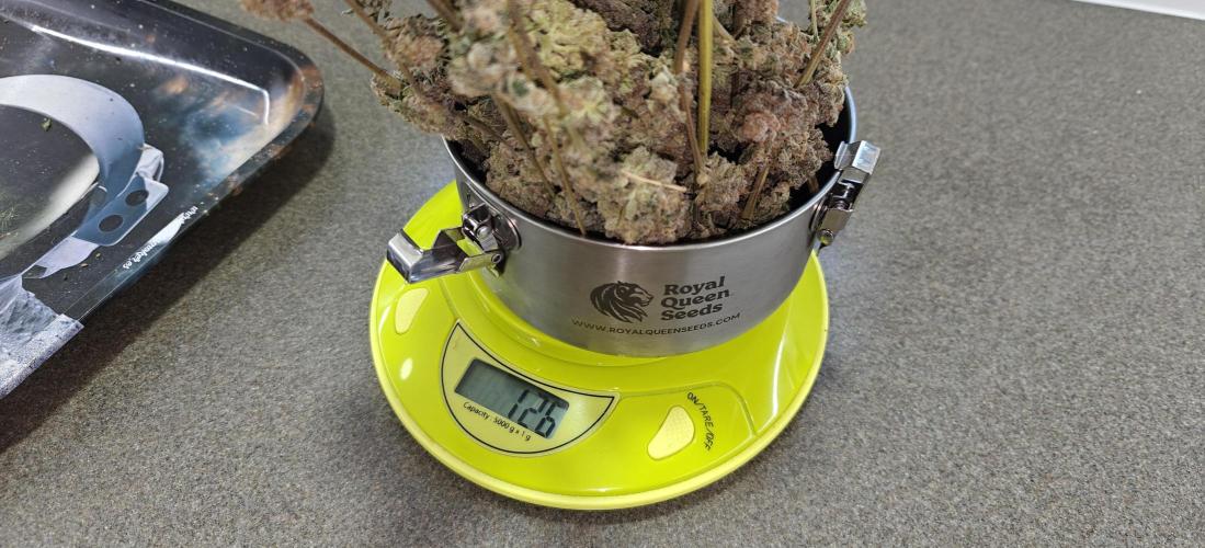 3. RUN 2026 - Seed/Clones. Week 18