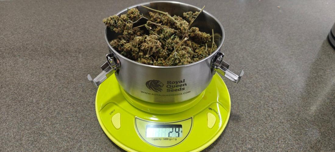 3. RUN 2026 - Seed/Clones. Week 18