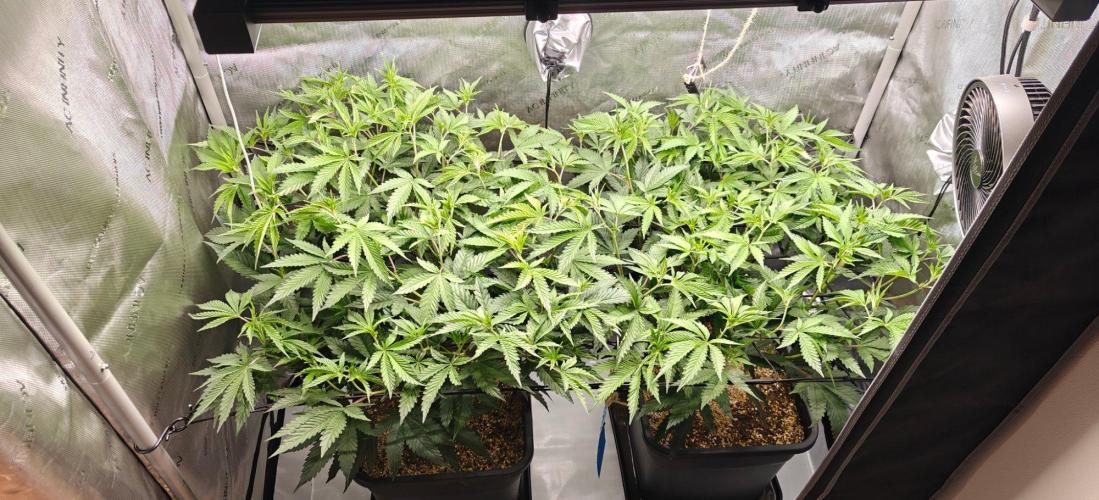 Dante´s Inferno #8 - Clones. Week 7