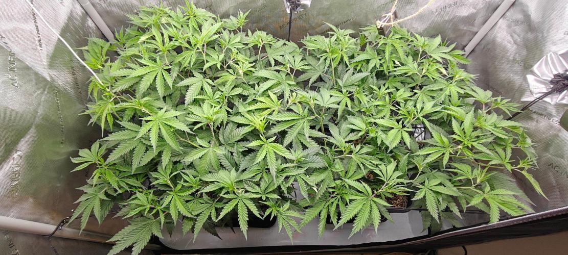Dante’s Inferno. Week 7