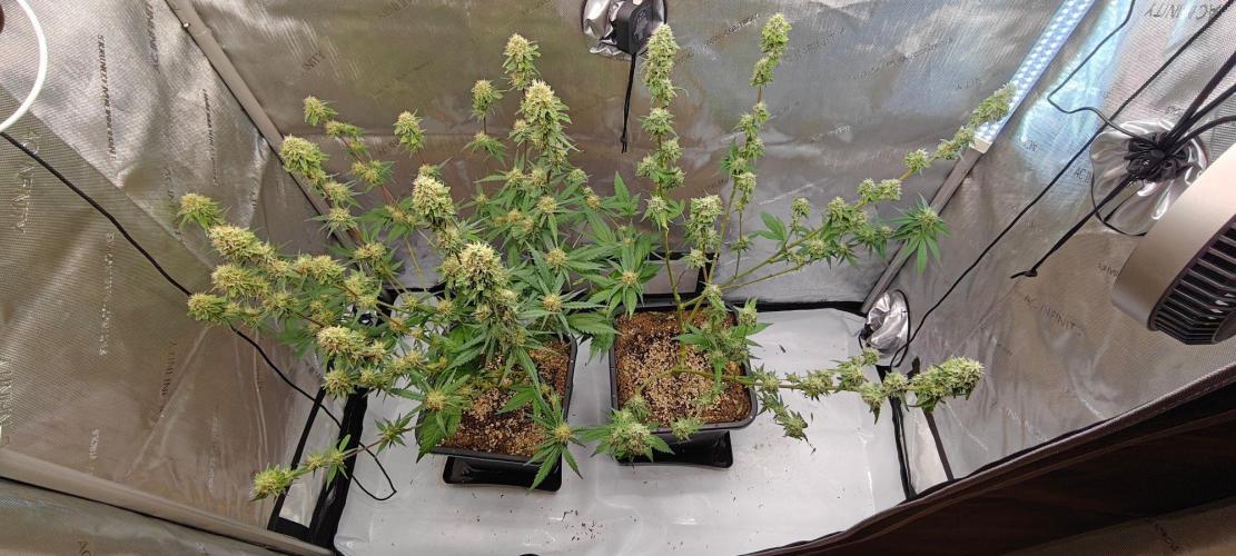 4. RUN 2026 - Clones. Week 6