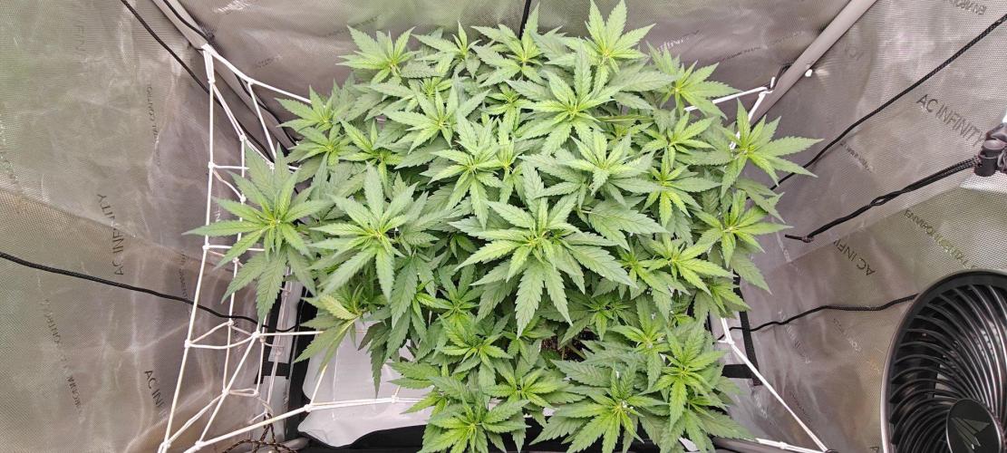 B-45 by BOOBA II. - Clone. Week 7