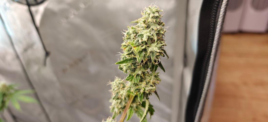 4. RUN 2026 - Clones. Week 7 - White Widow