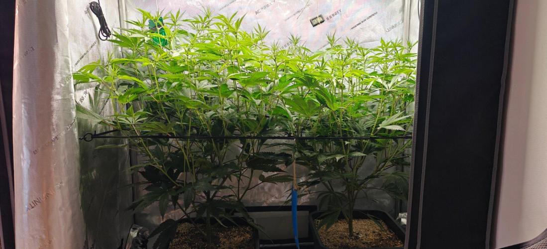 Dante´s Inferno #8 - Clones. Week 8