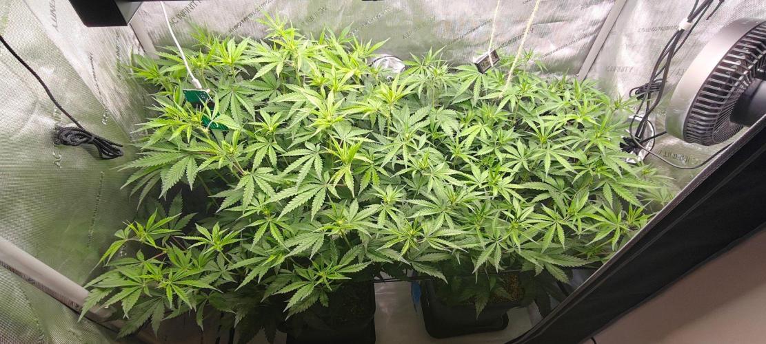 Dante’s Inferno. Week 8