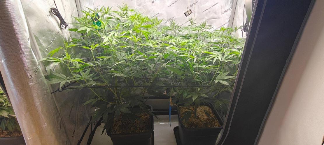 Dante´s Inferno #8 - Clones. Week 8