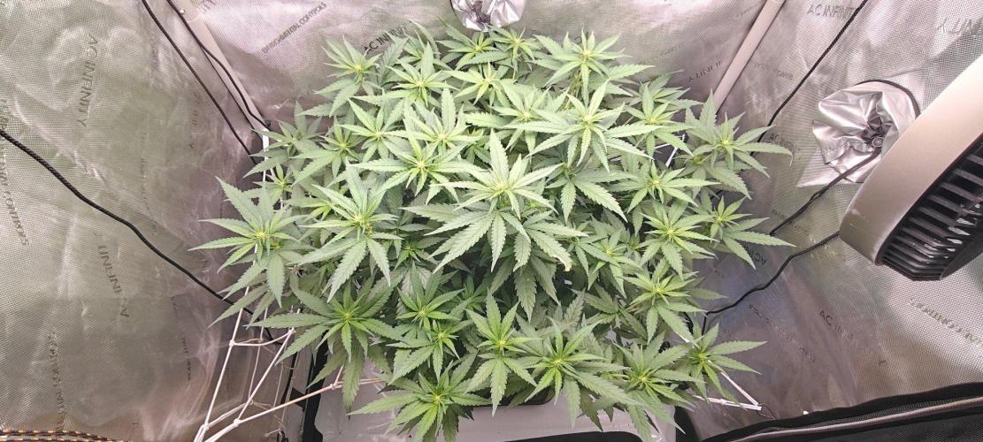 B-45 by BOOBA II. - Clone. Week 8