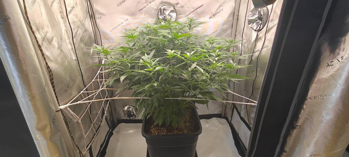 B-45 by BOOBA II. - Clone. Week 8