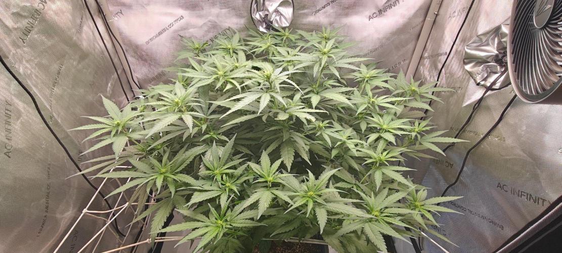 B-45 by BOOBA II. - Clone. Week 8