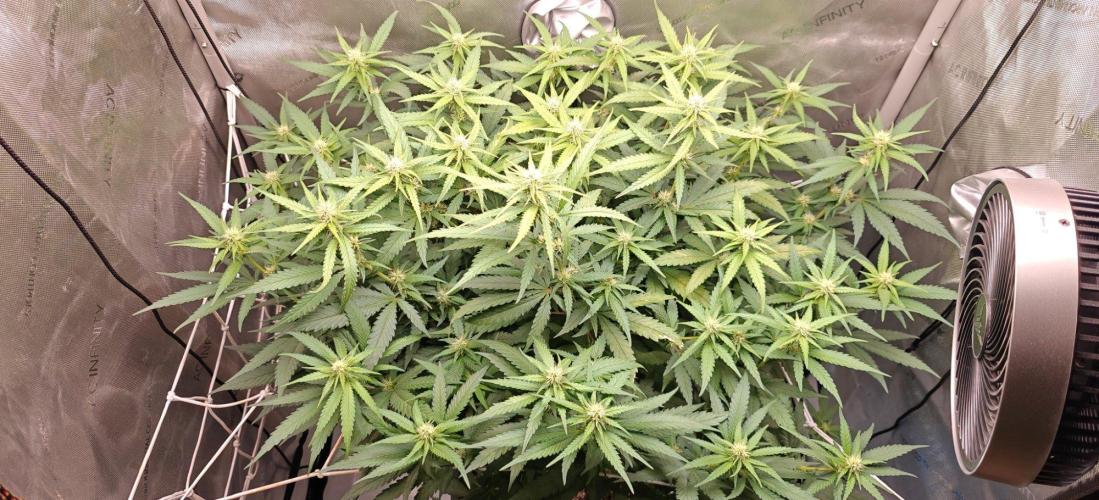 B-45 by BOOBA II. - Clone. Week 9