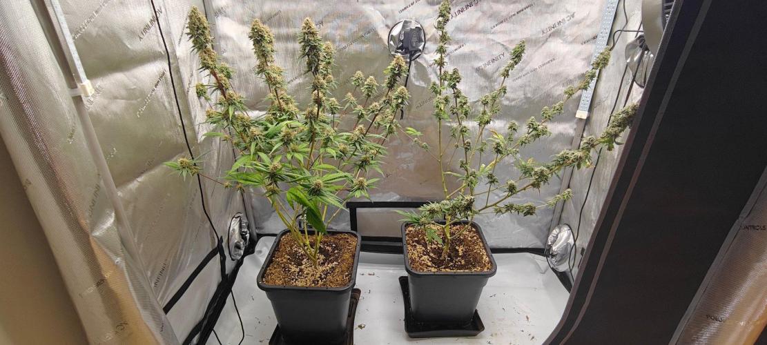 4. RUN 2026 - Clones. Week 8