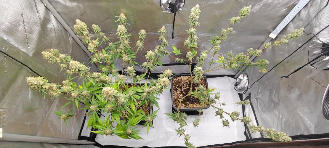 4. RUN 2026 - Clones. Week 8