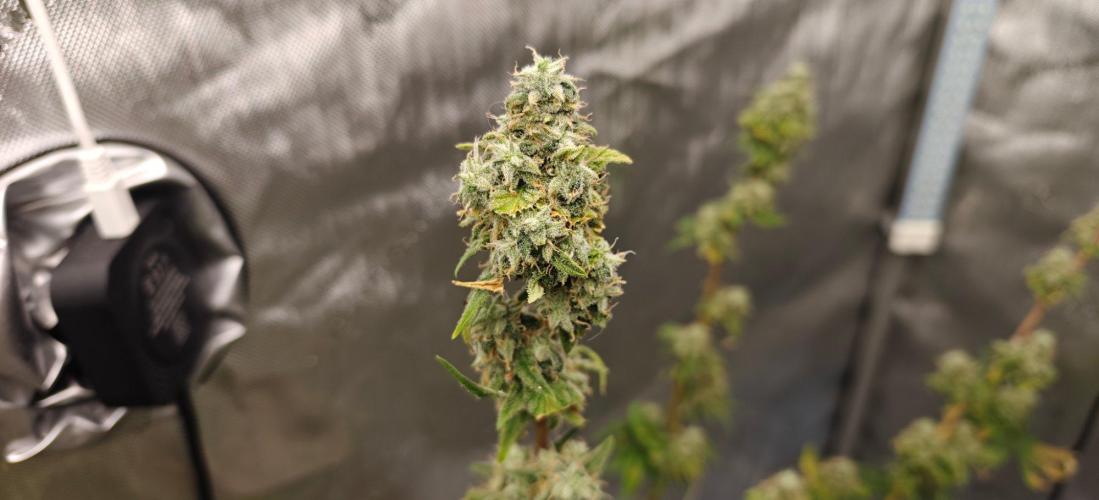 4. RUN 2026 - Clones. Week 8 - White Widow
