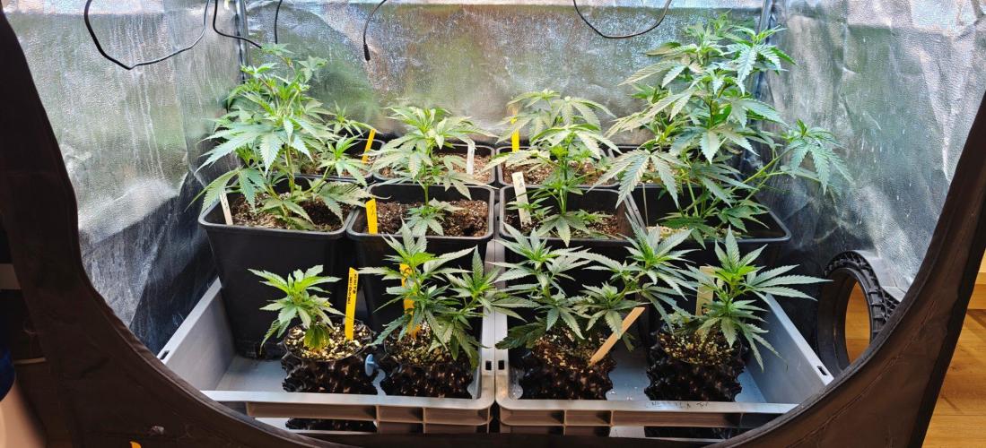 4. RUN 2026 - Clones. Week 8 - Preparing for the next run :)