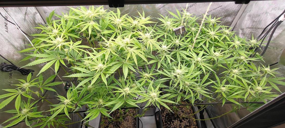 Dante´s Inferno #8 - Clones. Week 9