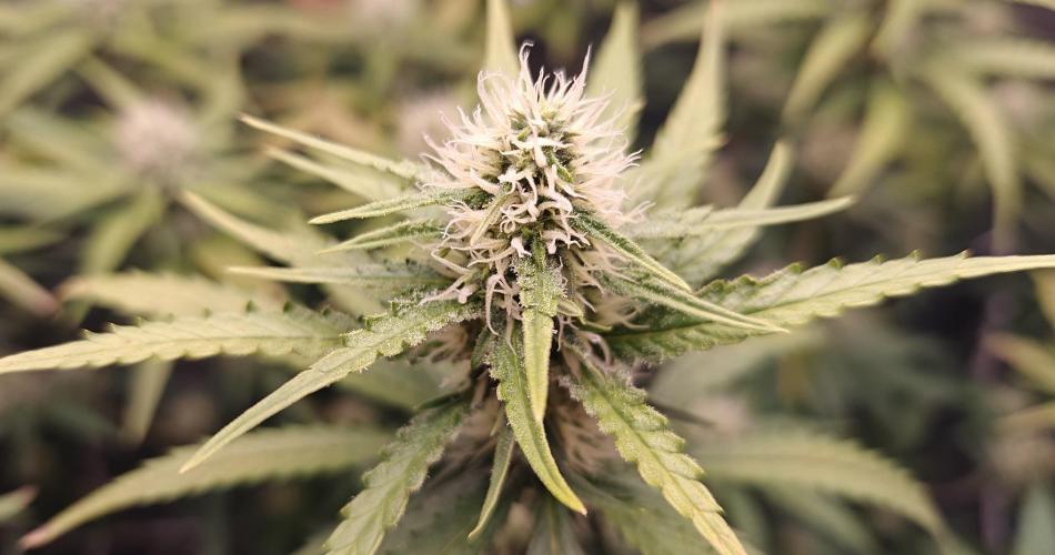 Core Damage II. - Clone. Week 10