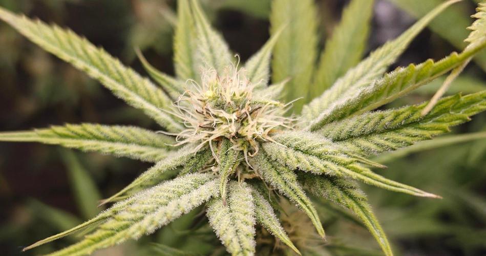 Dante´s Inferno #8 - Clones. Week 10