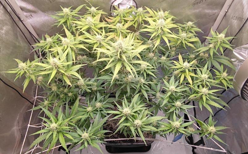 Core Damage II. - Clone. Week 10