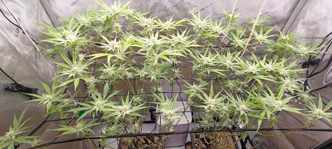Dante´s Inferno #8 - Clones. Week 10