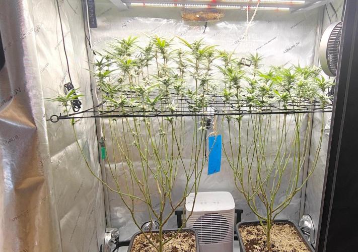 Dante´s Inferno #8 - Clones. Week 11