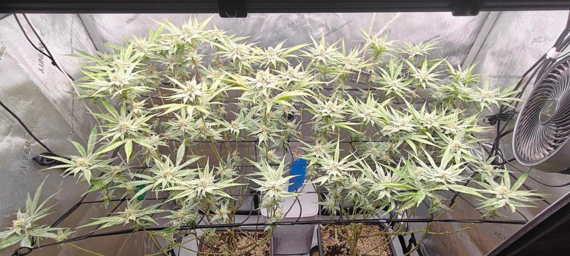 Dante´s Inferno #8 - Clones. Week 11
