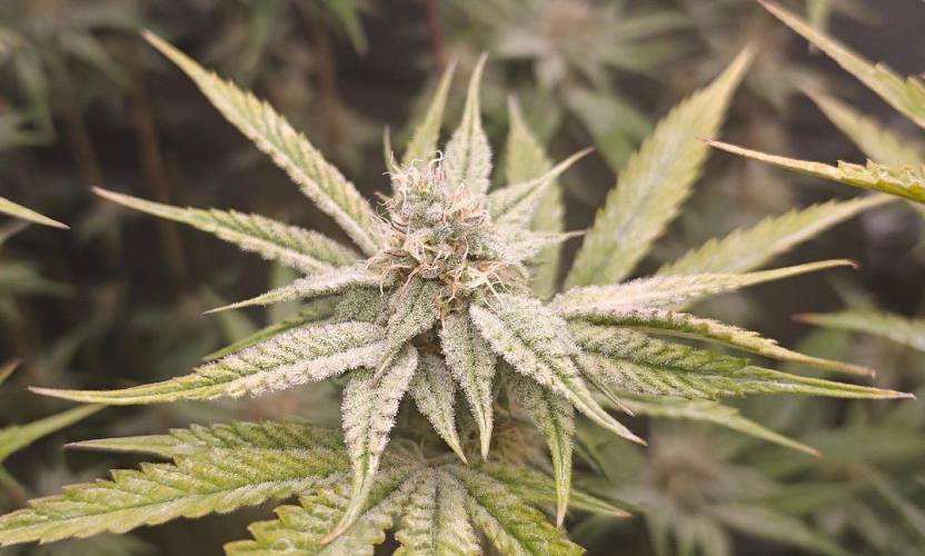 Dante´s Inferno #8 - Clones. Week 11