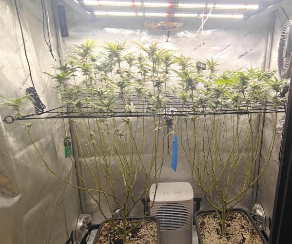 Dante´s Inferno #8 - Clones. Week 12