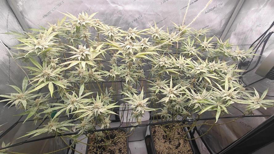 Dante´s Inferno #8 - Clones. Week 12