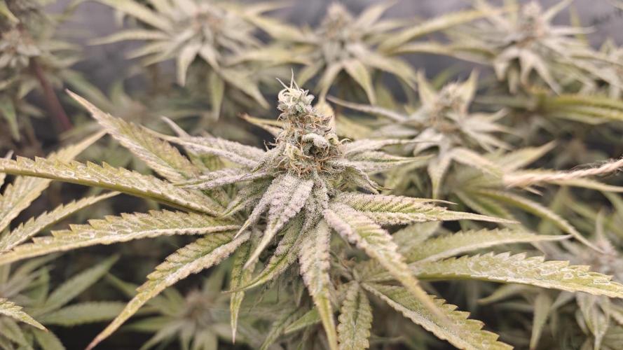 Dante´s Inferno #8 - Clones. Week 12
