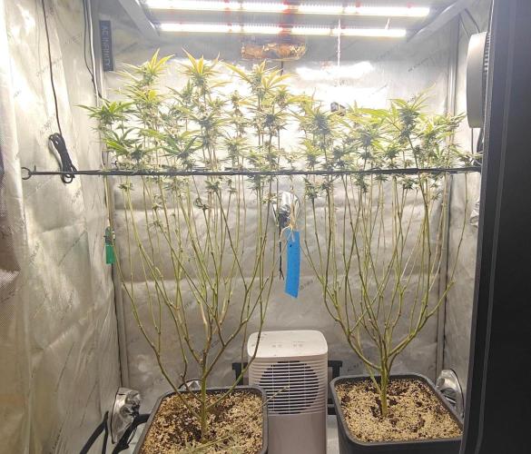 Dante´s Inferno #8 - Clones. Week 13