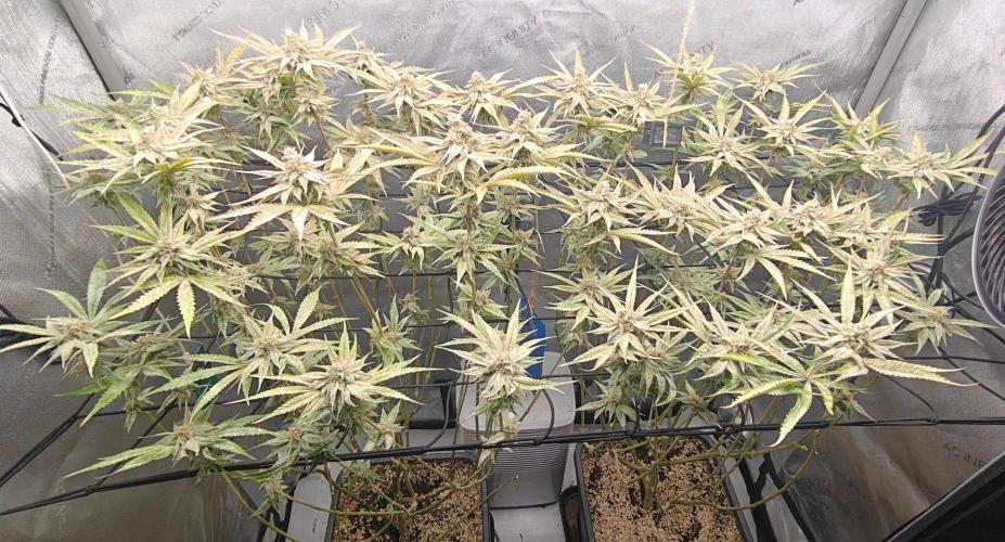 Dante´s Inferno #8 - Clones. Week 13