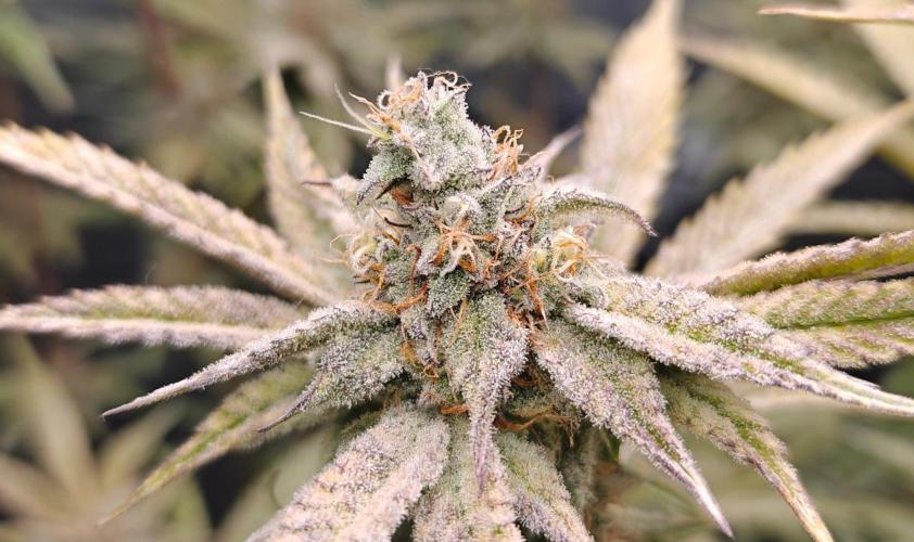 Dante´s Inferno #8 - Clones. Week 13