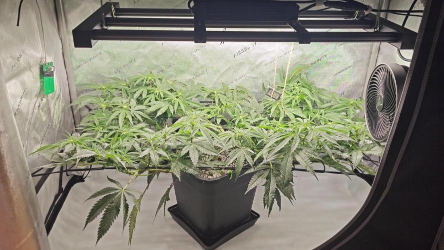 Dante’s Inferno. Week 8