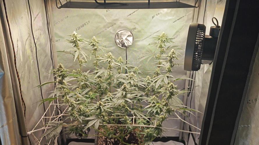 B-45 By BOOBA. Week 12