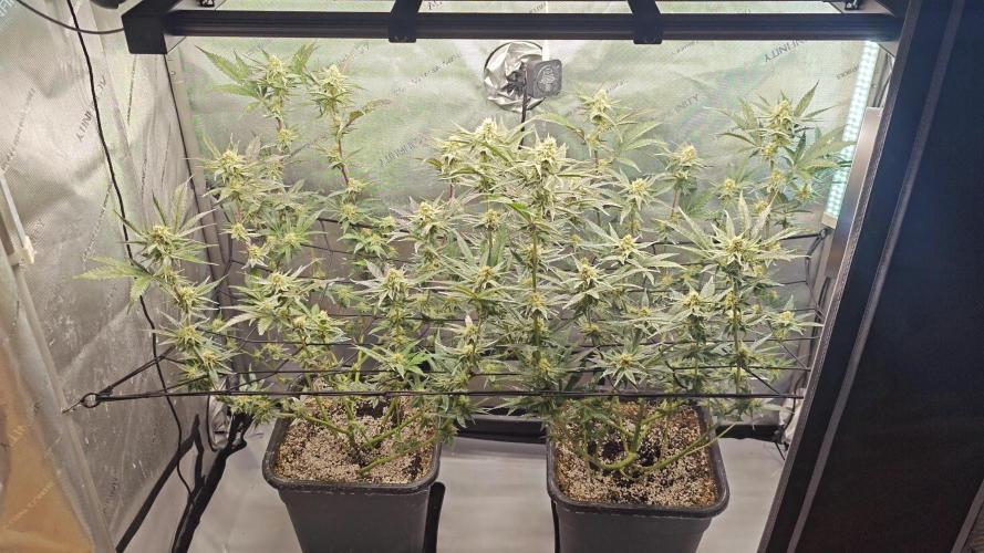 Dante’s Inferno. Week 12